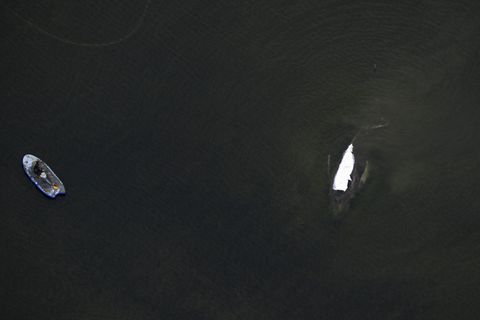 Der Rettungsversuch des in der Ostsee gestrandeten Buckelwals zieht sich in die Länge. Foto: Stefan Sauer/dpa