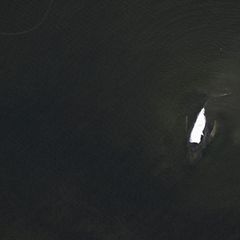 Der Rettungsversuch des in der Ostsee gestrandeten Buckelwals zieht sich in die Länge. Foto: Stefan Sauer/dpa