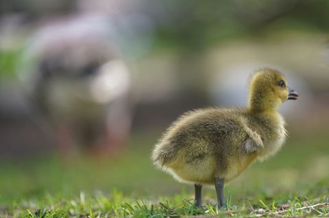 An der Alster ist gerade Küken-Schlüpfzeit. Wie können Passanten helfen, wenn ein Gänslein in Not gerät? (Symbolbild) Foto: Marc
