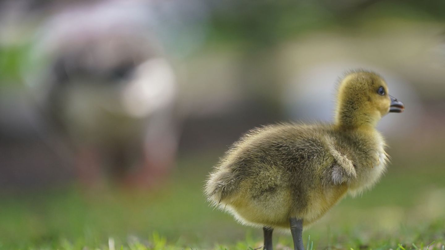 An der Alster ist gerade Küken-Schlüpfzeit. Wie können Passanten helfen, wenn ein Gänslein in Not gerät? (Symbolbild) Foto: Marc