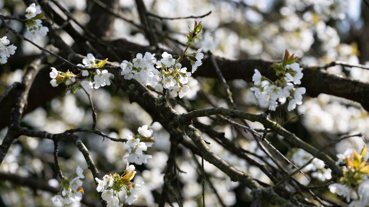 Erst am Montag soll sich die Sonne wieder zeigen. (Symbolbild) Foto: Pia Bayer/dpa