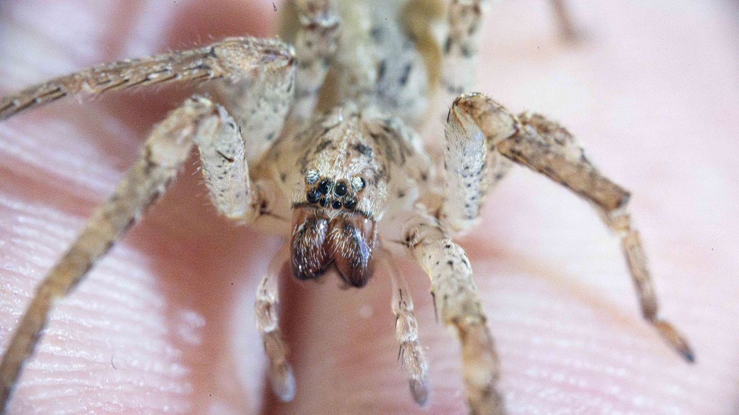 Ein Biss einer Nosferatu-Spinne kann unter die Haut gehen. (Archivbild) Foto: Benjamin Westhoff/dpa