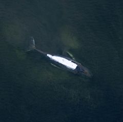 Der Buckelwal vor der Insel Poel. Der Rücken ist mit Tüchern abgedeckt