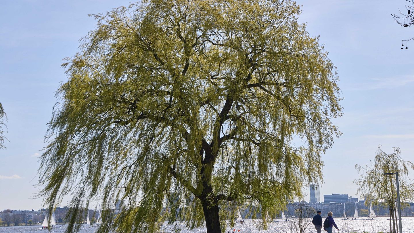 Der Deutsche Wetterdienst (DWD) rechnet für die kommende Woche im Norden mit überwiegend freundlichem Wetter. (Archivbild) Foto: