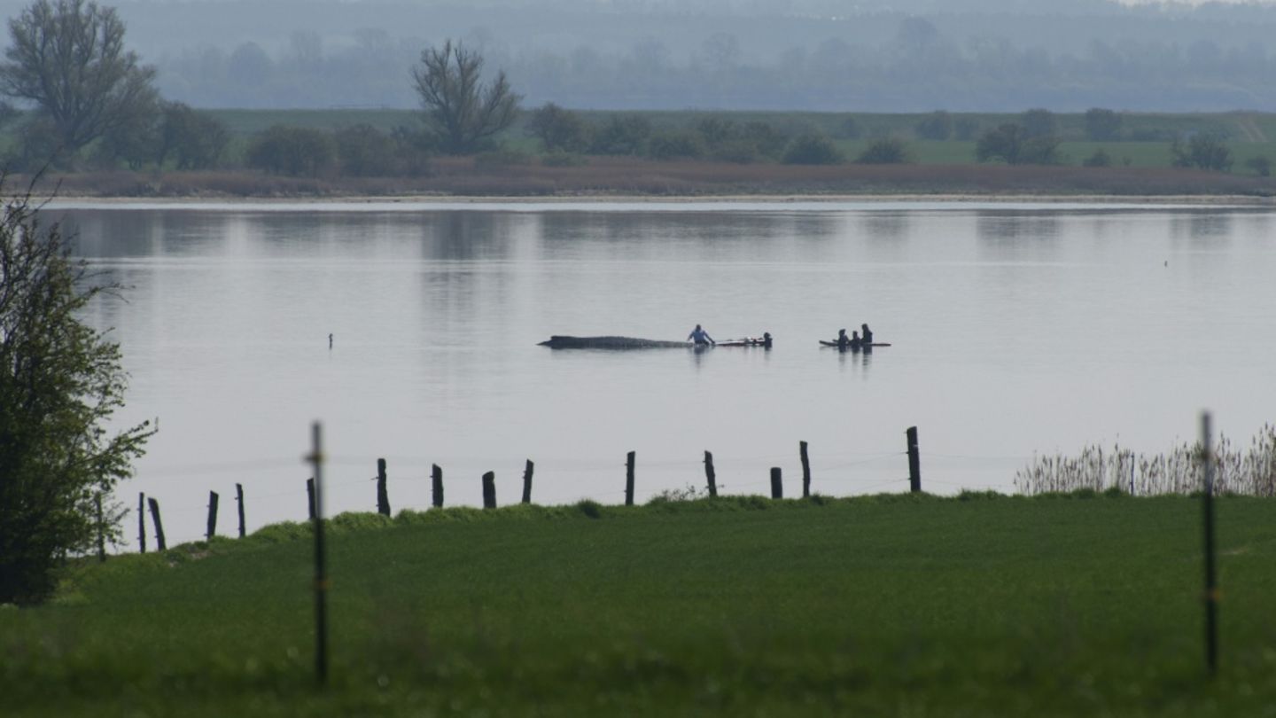 Gestrandeter Wal vor der Insel Poel