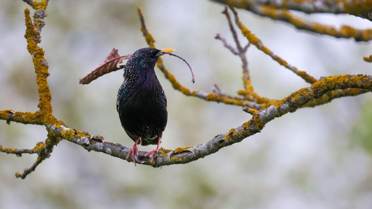 Dürmentingen, Deutschland. Ein kleiner Star hat am Morgen ein Blatt in seinem Schnabel. Mit diesem kleinen Schatz baut er voller Hingabe ein gemütliches Nest für sich und seine Familie.