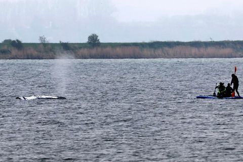 Tag vier der Rettungsaktion - rund um den Wal laufen die Vorbereitungen für seinen Transport ins offene Meer. Foto: Bernd Wüstne