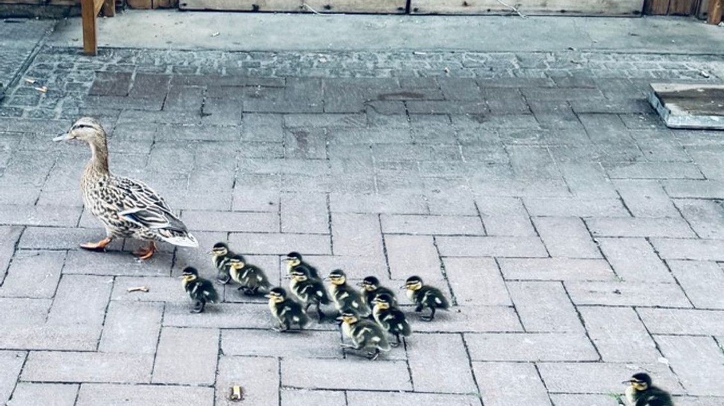 Tierrettung: Feuerwehr holt Entenküken von Flachdach