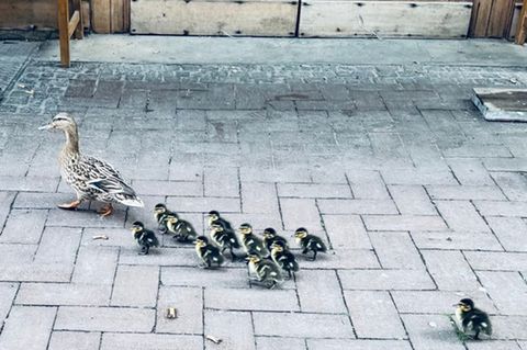 "Ente gut, alles gut" vermeldete die Feuerwehr nach diesem Tierrettungseinsatz. Foto: Feuerwehr Dinslaken/dpa