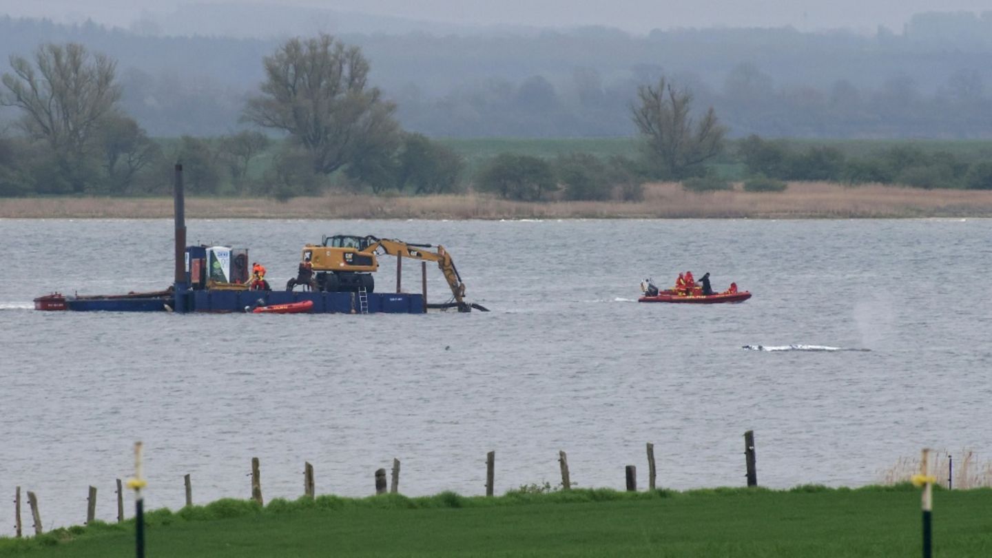 Schwimmkran neben dem gestrandeten Wal