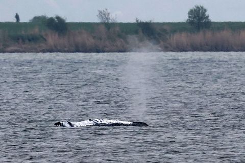 Der gestrandete Wal vor der Ostseeinsel Poel stößt eine Luft-Wasser-Fontäne aus