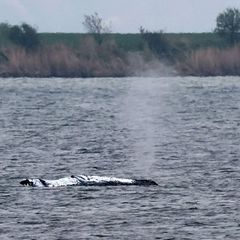 Tag vier der Rettungsaktion - rund um den Wal laufen die Vorbereitungen für seinen Transport ins offene Meer. Foto: Bernd Wüstne
