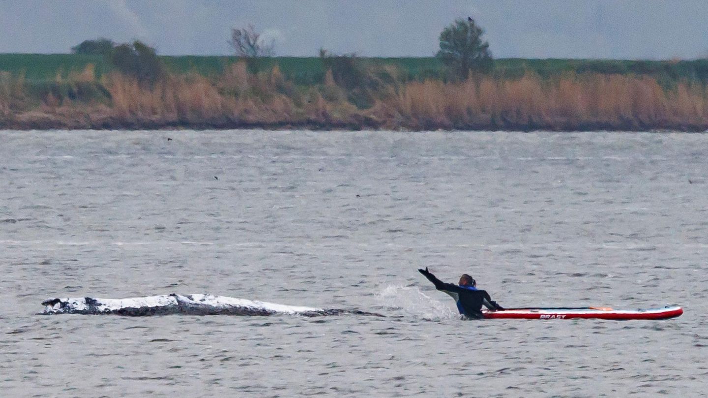 Retter optimistisch: Buckelwal atmet tiefer: „Hat viel Lebensenergie gezeigt“