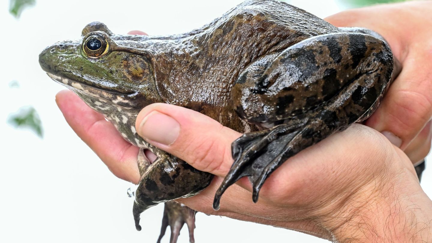 Invasive Tierart: Was die Jagd auf Ochsenfrösche kostet und was sie bringt