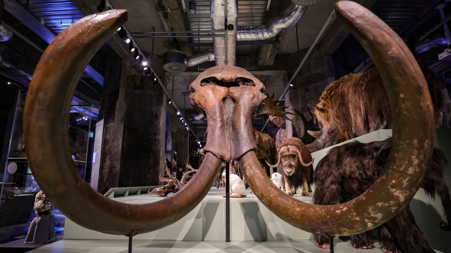 Eiszeit in NRW: Mammut und Flusspferd im Rhein: Schau über Eiszeit in NRW