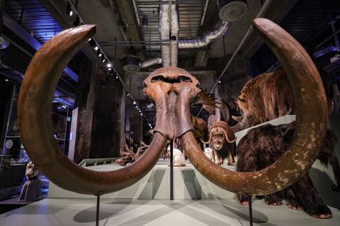 Der Schädel eines Mammuts - 1975 im Münsterland entdeckt - ist eines der Highlights der neuen Eiszeit-Ausstellung in Essen. Foto