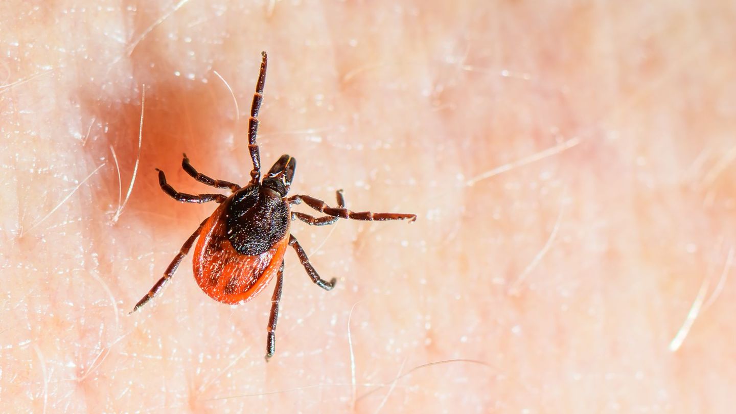 Tiere: Überlebenskünstler mit Risikofaktor: Zecken auf Vormarsch