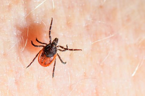 Der Gemeine Holzbock ist die häufigste Zeckenart in Deutschland und auch die, die hauptsächlich FSME und Borreliose auf den Mens
