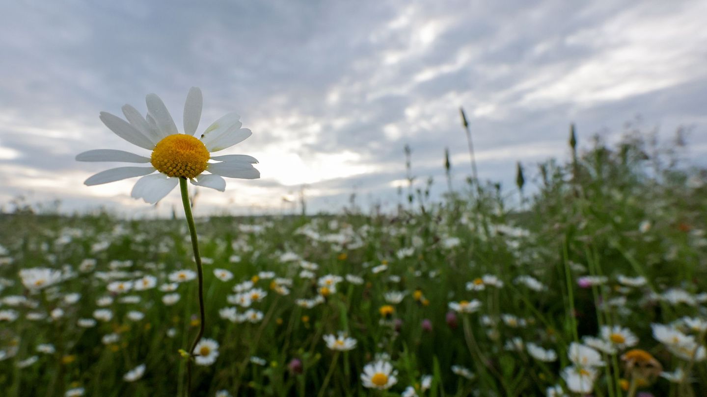Wetterausblick: Grauer Wochenstart - wann und wo es wieder 20 Grad werden