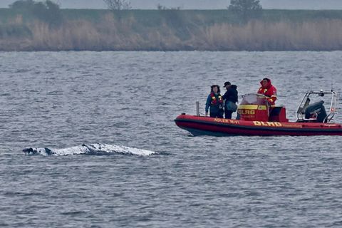 Der Wal ist am frühen Morgen losgeschwommen. Boote, die ihn guiden sollen, sind in seiner Nähe (Archivbild). Foto: Bernd Wüstnec