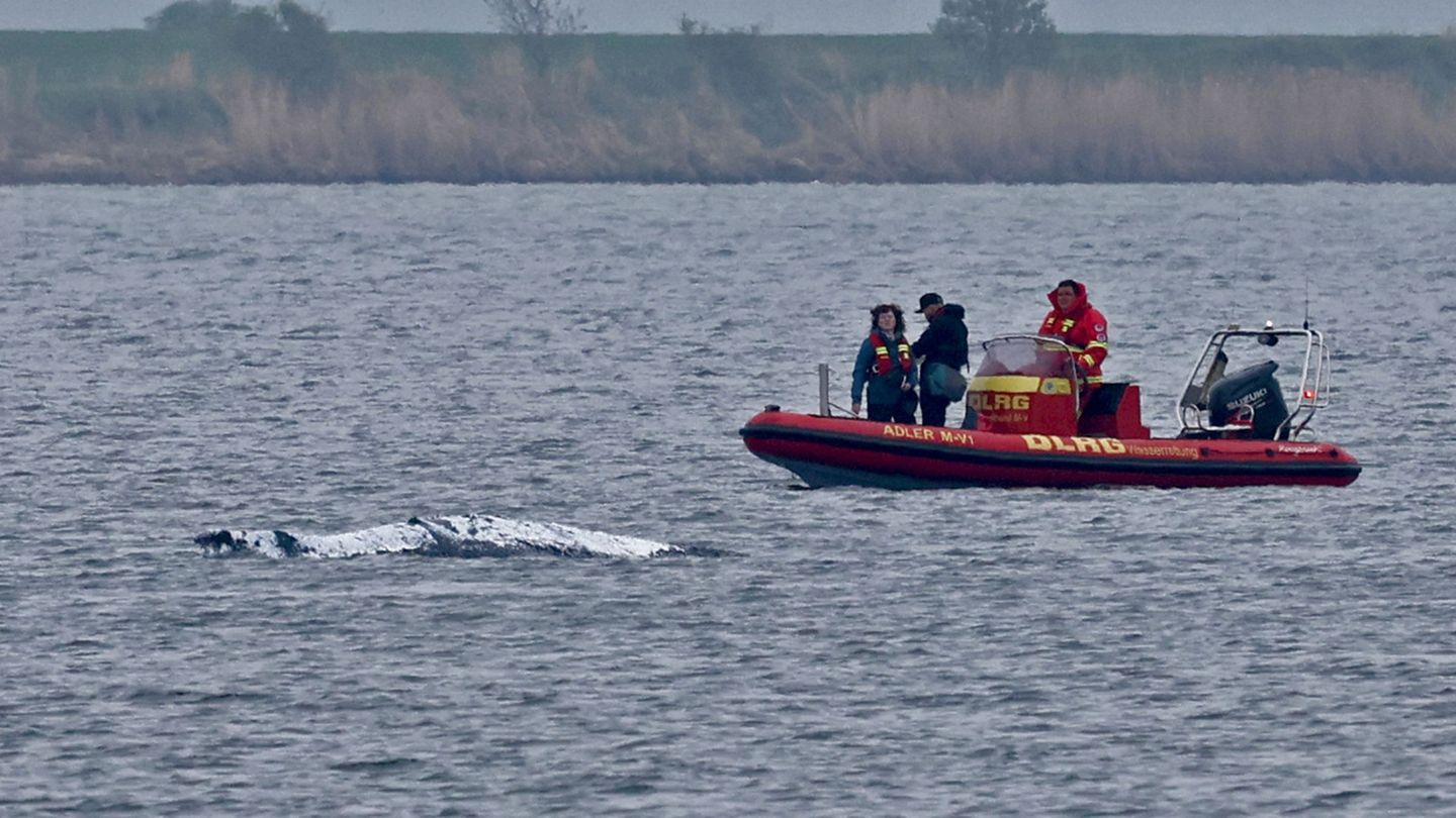 Der Wal ist am frühen Morgen losgeschwommen. Boote, die ihn guiden sollen, sind in seiner Nähe (Archivbild). Foto: Bernd Wüstnec
