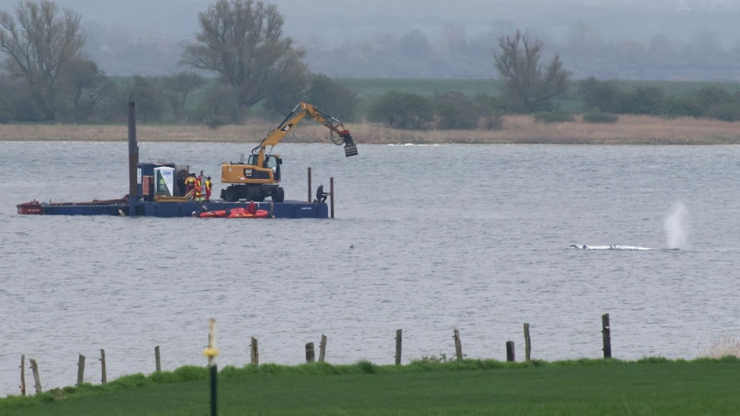Buckelwal vor Ostseeinsel Poel schwimmt sich nach rund drei Wochen wieder frei