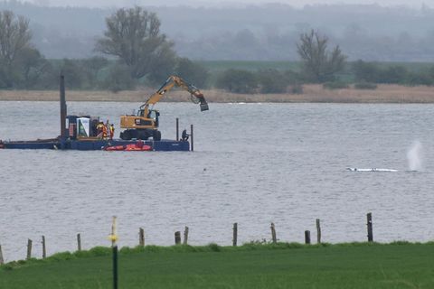 Wal in der Bucht vor Poel