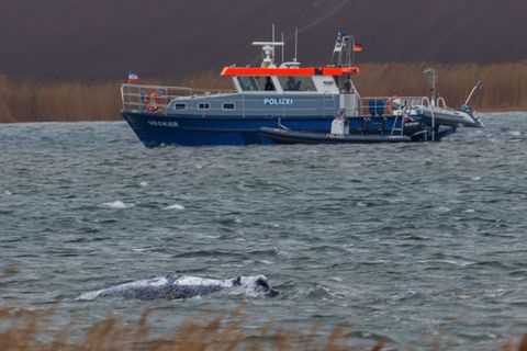 Der Buckelwal vor der Insel Poel schwimmt frei. Foto: Jens Büttner/dpa