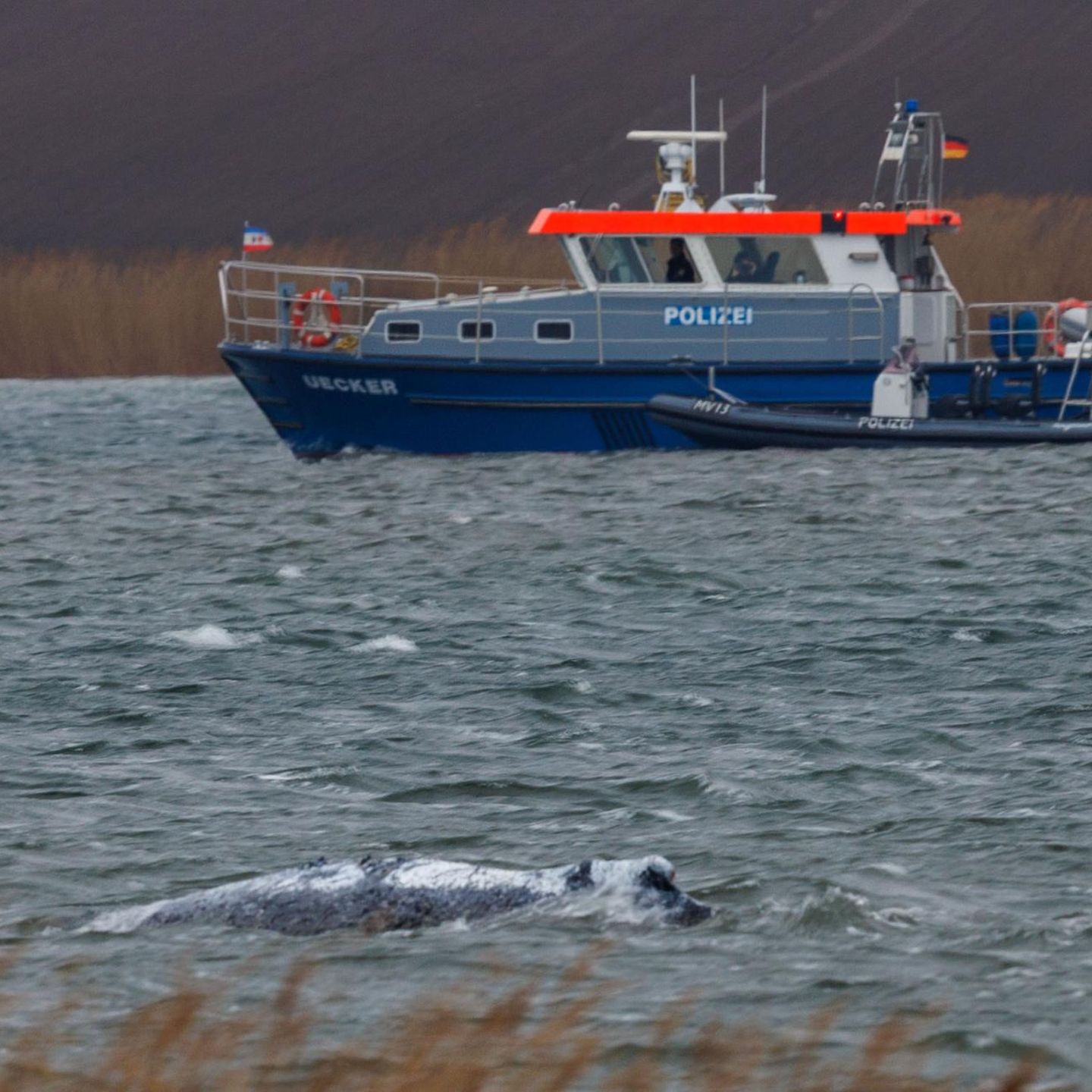 Der Buckelwal vor der Insel Poel schwimmt frei vor der Insel Poel