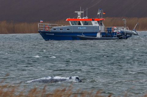 Der Buckelwal vor der Insel Poel schwimmt frei vor der Insel Poel