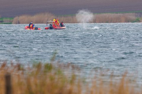 Der Wal hat sich erneut festgeschwommen. Foto: Jens Büttner/dpa