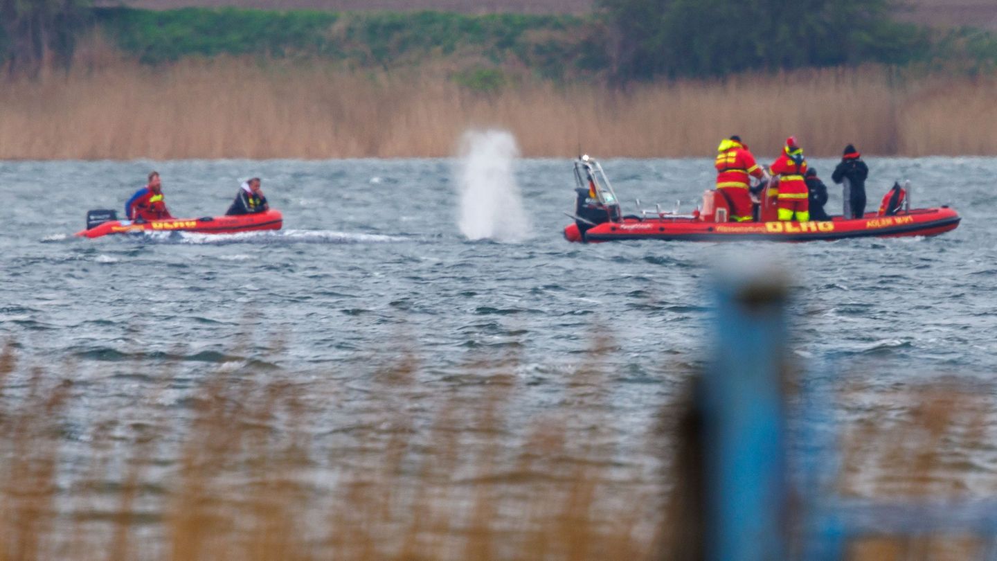 Ostsee: Greenpeace zu Buckelwal: "Megastress für das Tier"