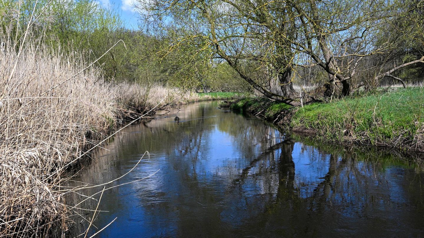 Schnelle Fließgeschwindigkeit: Hochwasseralarm an der Stepenitz in der Prignitz