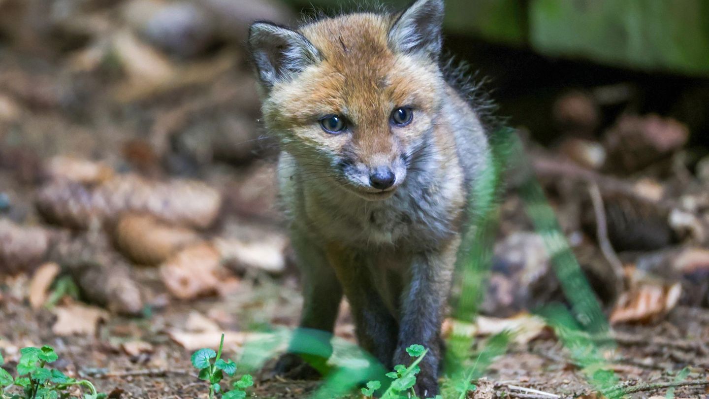 Der Fuchs wurde einer Tierschutzorganisation übergeben. (Symbolbild) Foto: Thomas Warnack/dpa