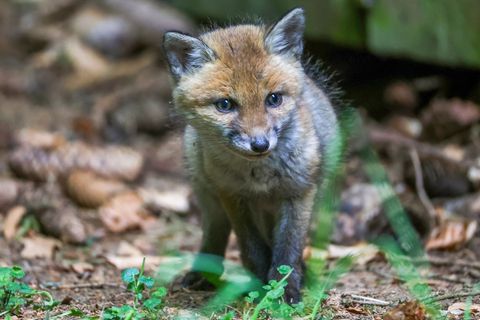 Der Fuchs wurde einer Tierschutzorganisation übergeben. (Symbolbild) Foto: Thomas Warnack/dpa