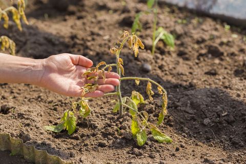 Wenn bei der Gartenarbeit am laufenden Band Dinge schieflaufen, bleibt der Spaß bald auf der Strecke.