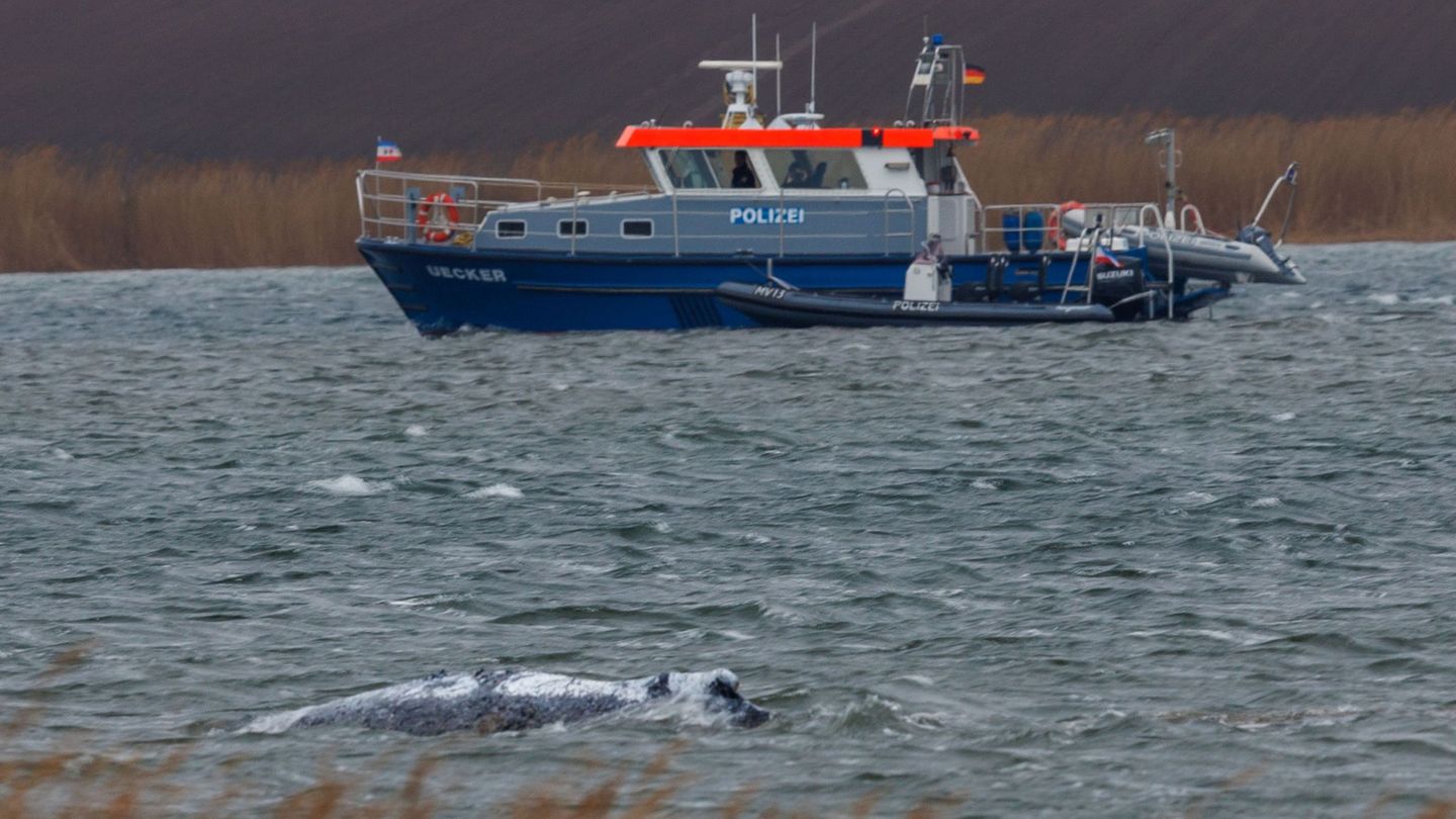 Am Morgen ist der gestrandete Buckelwal frei im Wasser geschwommen. Foto: Jens Büttner/dpa