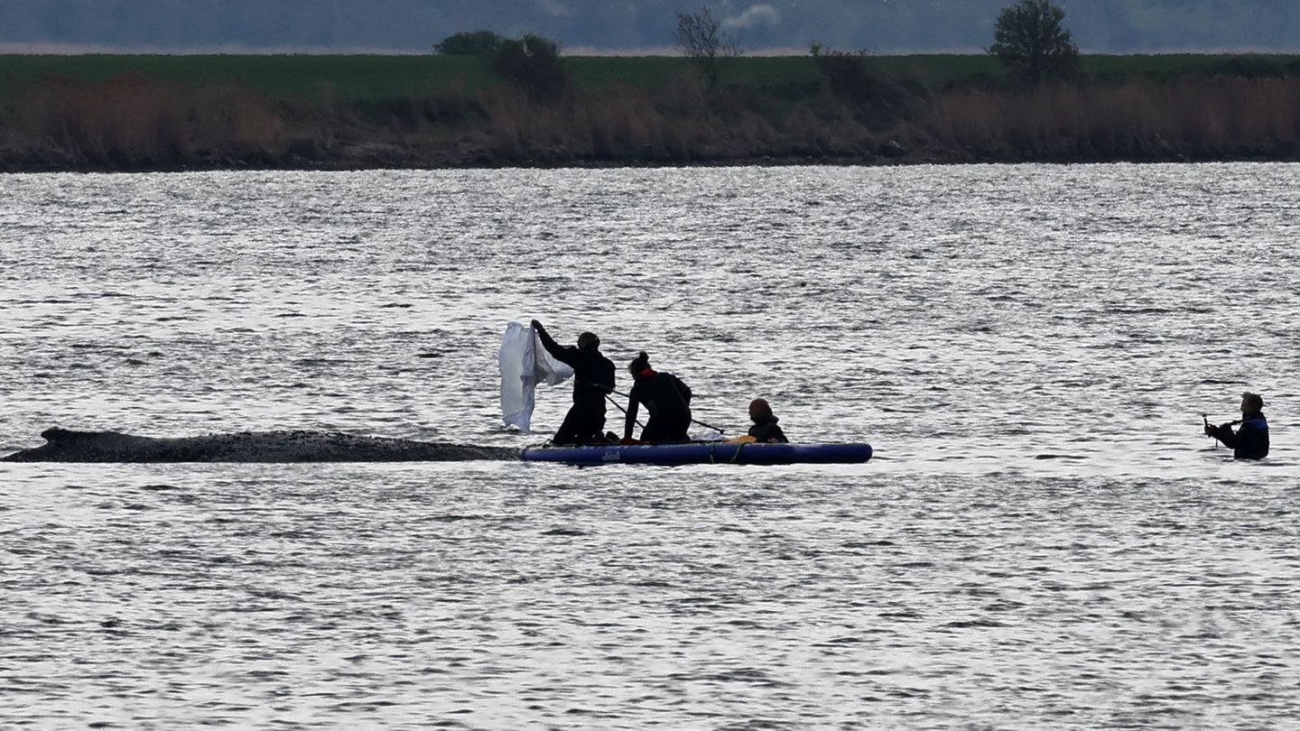 Gestrandeter Wal in der Ostsee: Ethikrat-Mitglied: Wal-Drama löst einigen die Ohnmacht
