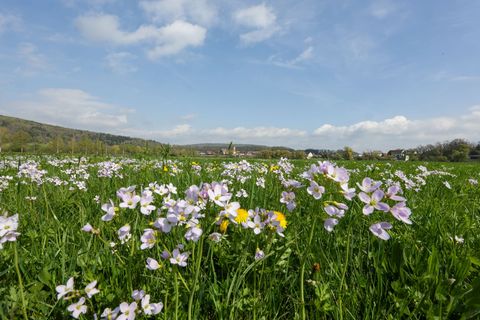 Tagsüber soll es frühlingshaft mild werden - nachts dagegen frostig. Foto: Thomas Warnack/dpa