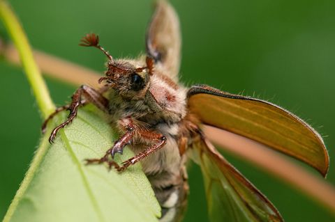 Experten rechnen in diesem Jahr mit einem Massenflug von Waldmaikäfern im Hessischen Ried mit geschätzt rund einer halben Millia