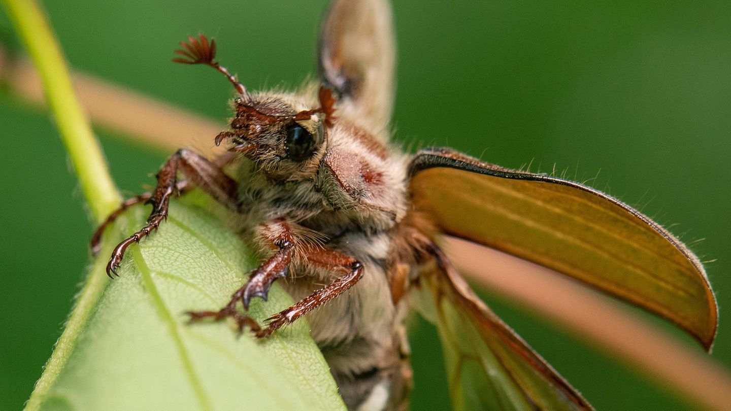 Naturphänomen: Wo der Maikäfer-Massenflug gerade in Schwung kommt