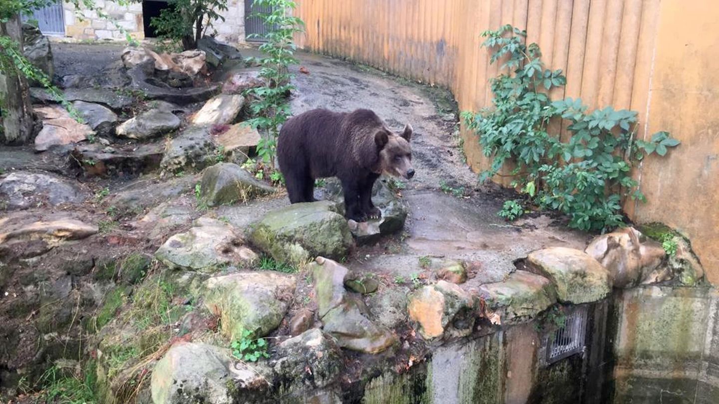 Tierische Seniorin: Braunbärin Teddy zieht in den Bärenwald Müritz
