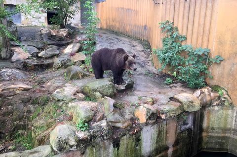 Braunbärin Teddy zieht in den Bärenpark Müritz. Foto: -/Vier Pfoten/dpa