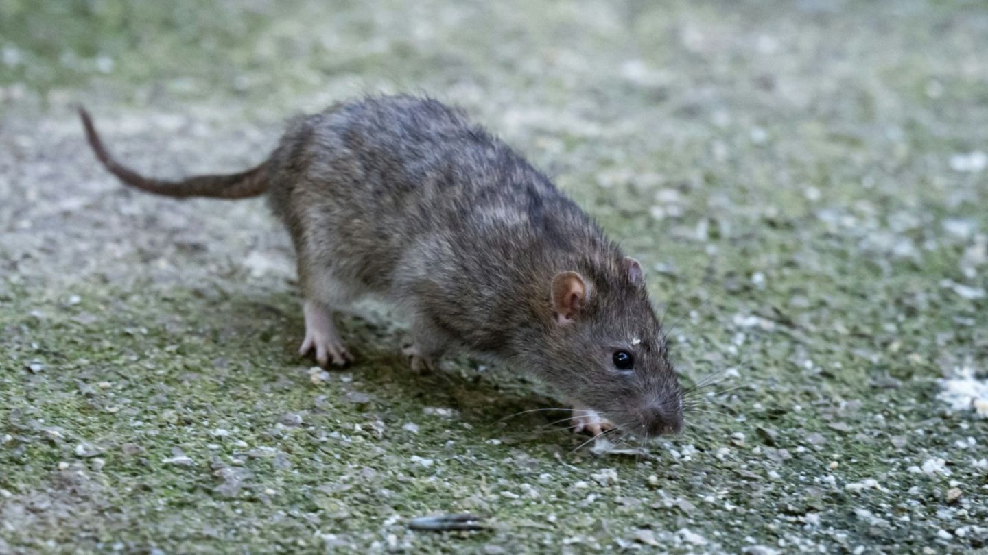 Hessen: Gericht verpflichtet Grundstücksbesitzerin zu Bekämpfung von Rattenplage