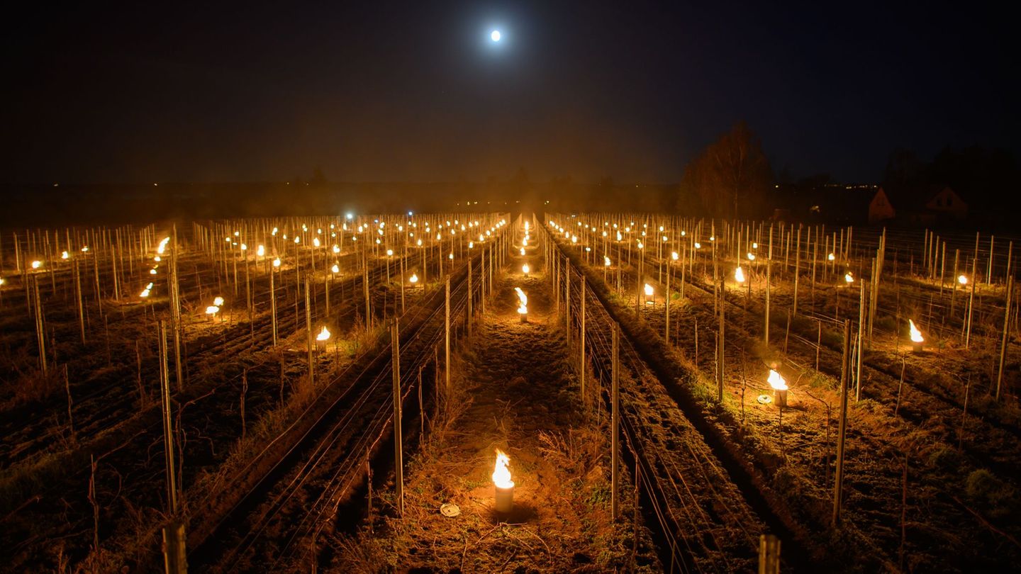 Wein: Winzer entzünden Feuer zum Schutz vor Frostschäden