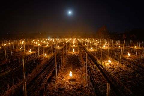 Im sächsischen Elbtal wird der gefürchtete Spätfrost erwartet. (Archivbild) Foto: Robert Michael/dpa-Zentralbild/dpa