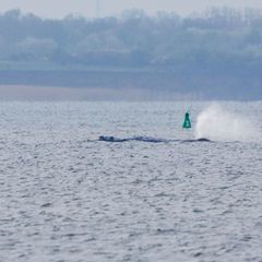 Der Buckelwal in der Wismarbucht hat sich am Montagmorgen deutlich mehr bewegt als in den vergangenen Tagen. Foto: Jens Büttner/