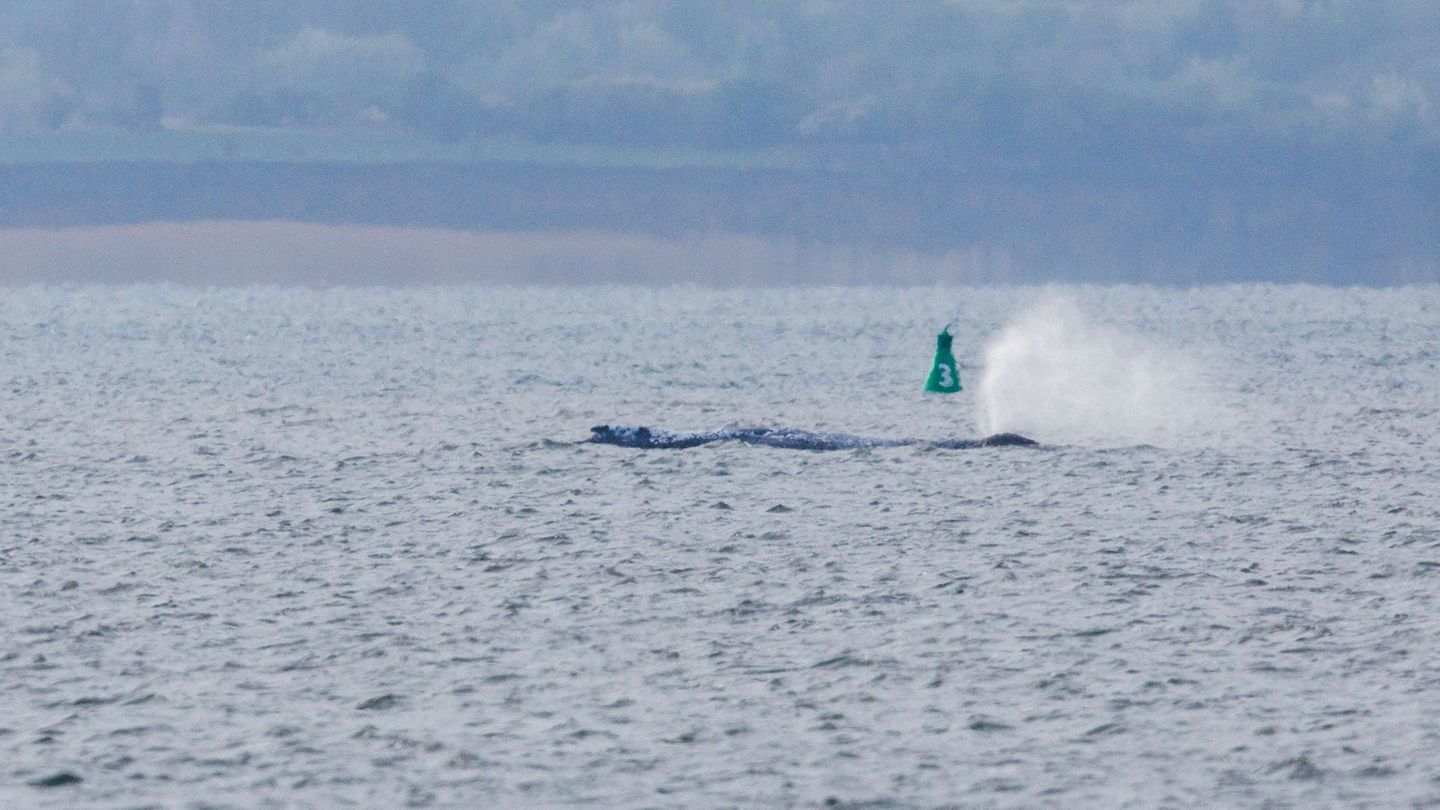 Buckelwal in der Ostsee: Verharrender Wal soll zum Weiterschwimmen gebracht werden