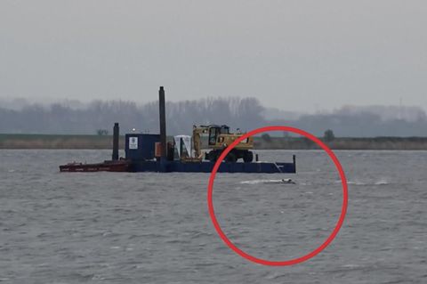 Wal schwamm plötzlich – doch jetzt steckt er wieder fest