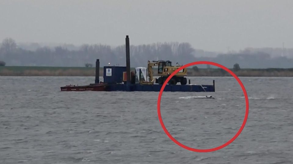 Wal schwamm plötzlich – doch jetzt steckt er wieder fest